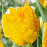 Hectarul - Bulbi de lalele Yoko Parrot, 5 bulbi